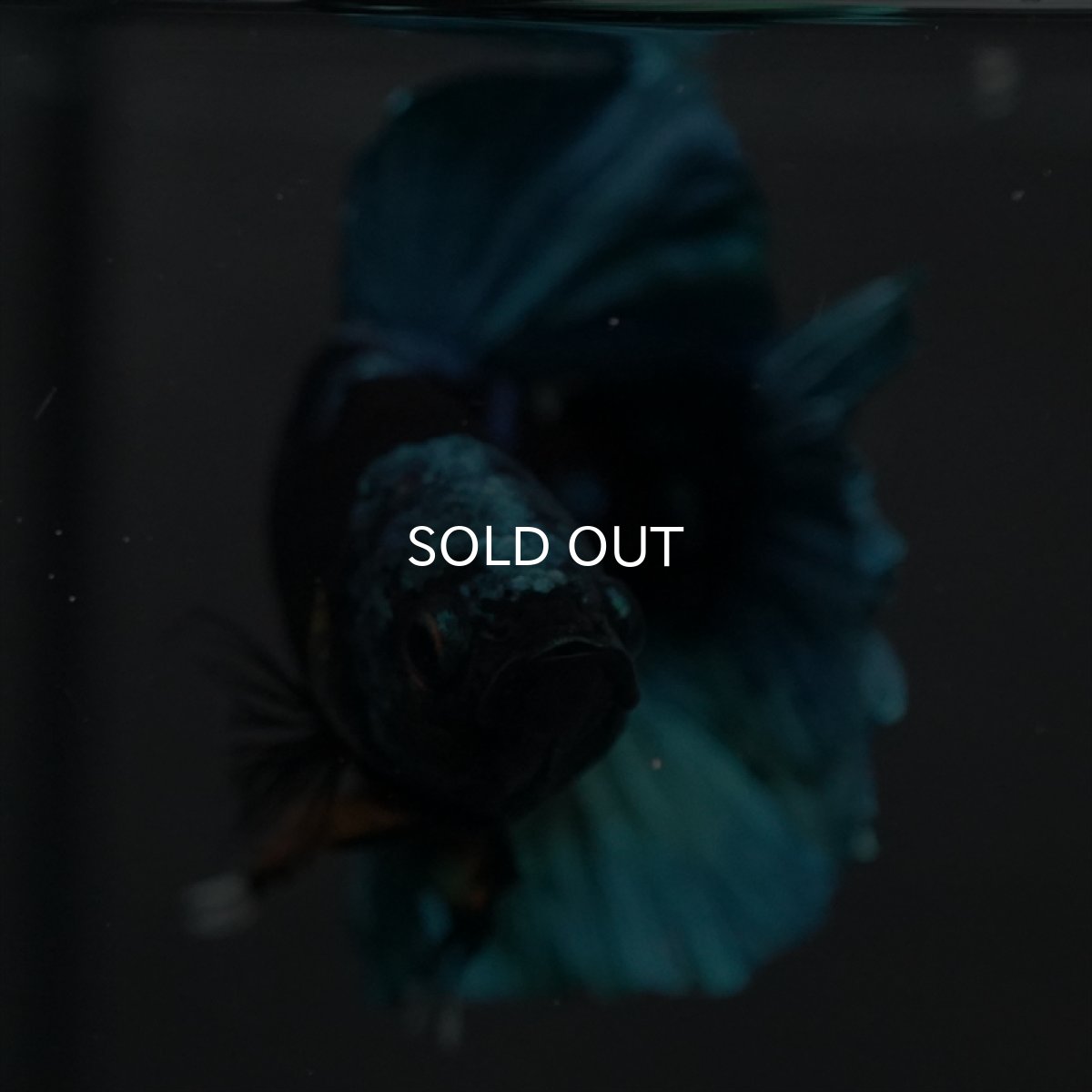 画像7: GHMPK　ブラックスター (7)