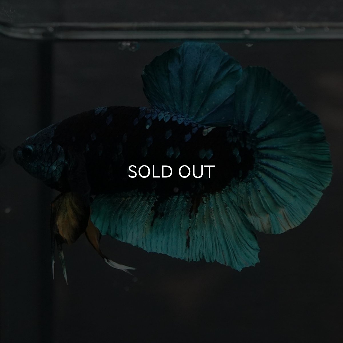 画像6: GHMPK　ブラックスター (6)