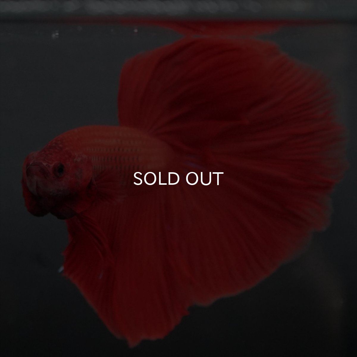 画像5: GHM　レッド (5)