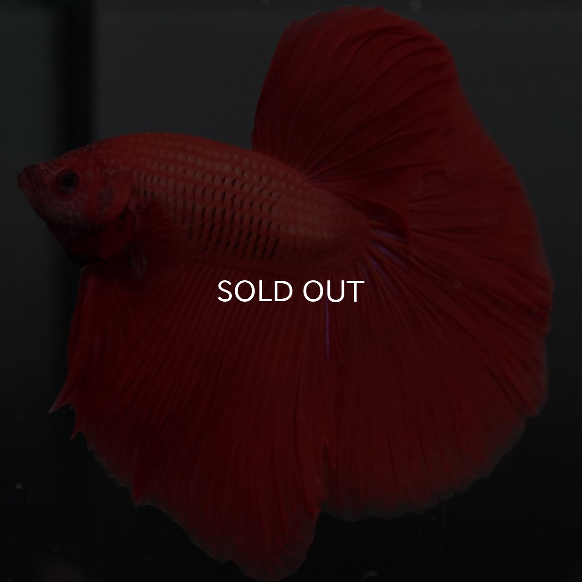 画像16: GHM　レッド (16)