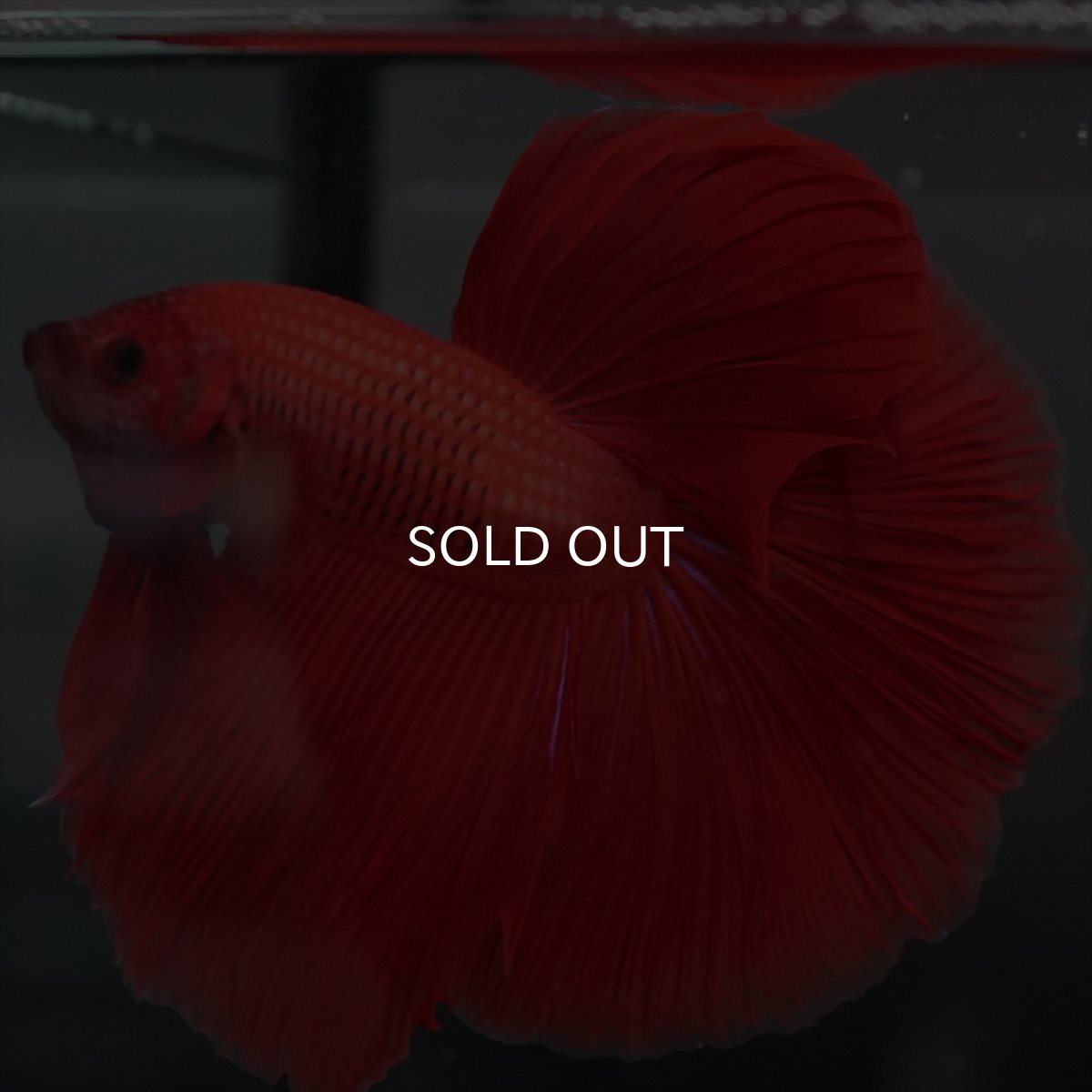 画像3: GHM　レッド (3)