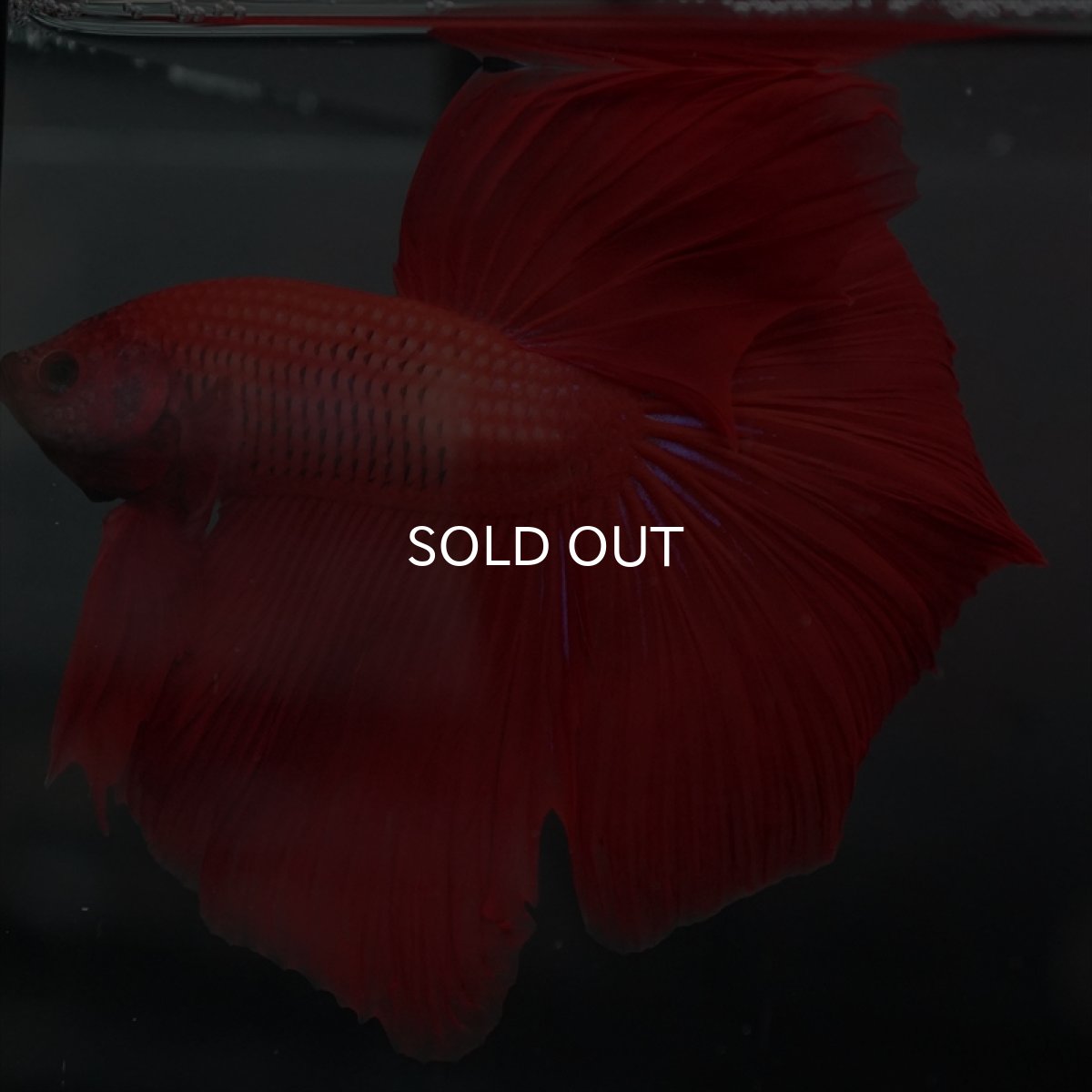 画像15: GHM　レッド (15)