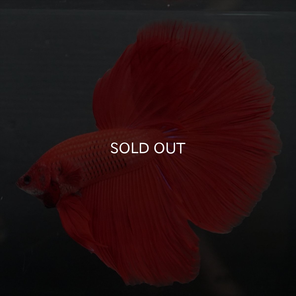 画像14: GHM　レッド (14)