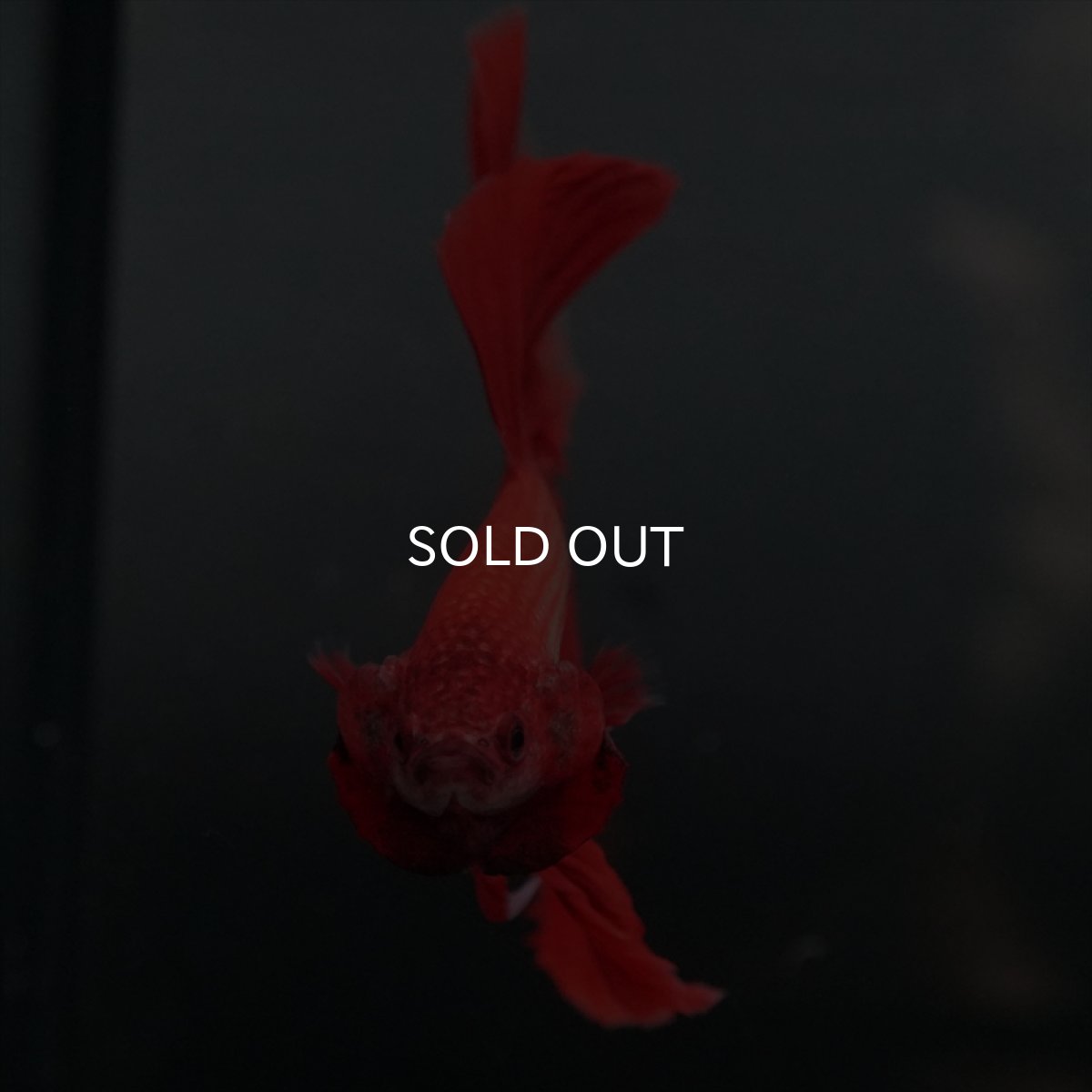 画像13: GHM　レッド (13)