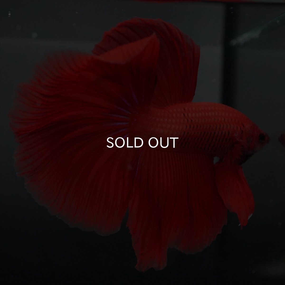 画像12: GHM　レッド (12)