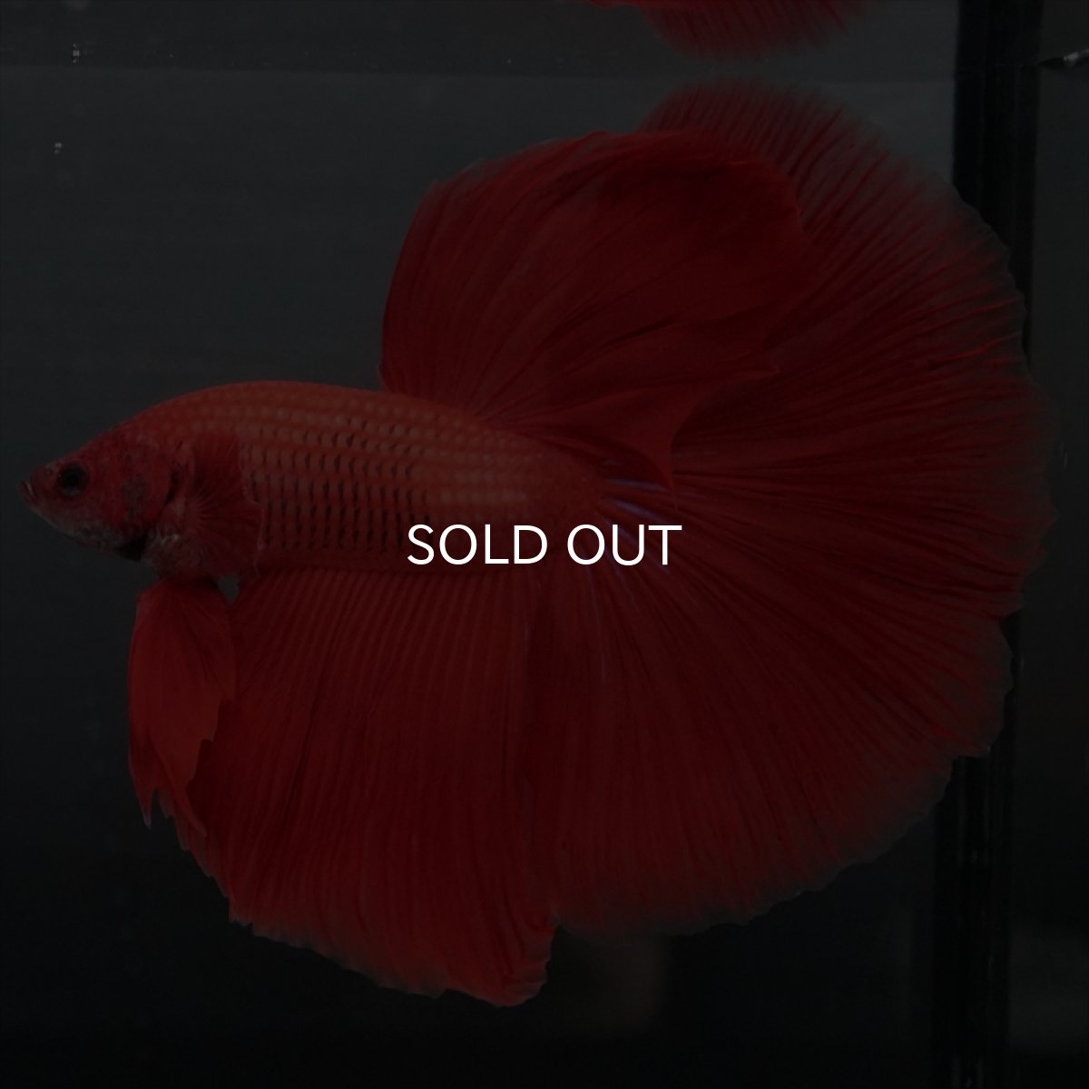 画像11: GHM　レッド (11)