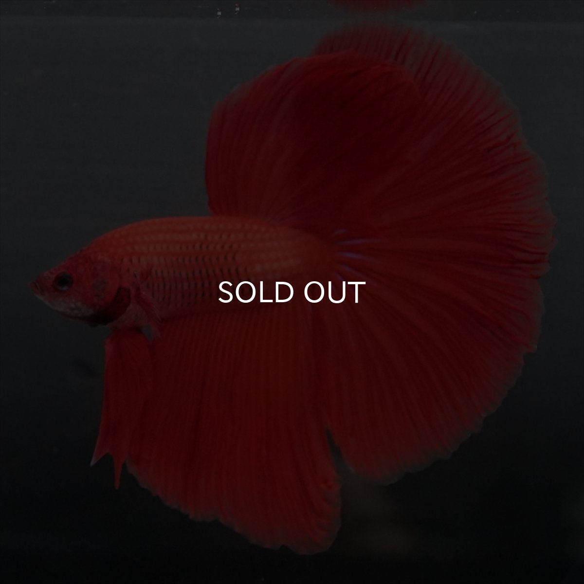 画像10: GHM　レッド (10)