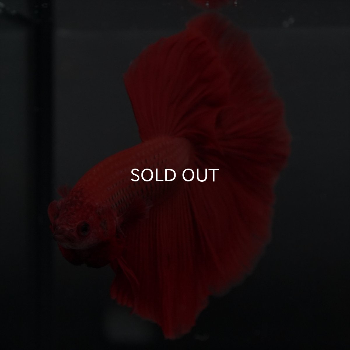 画像9: GHM　レッド (9)