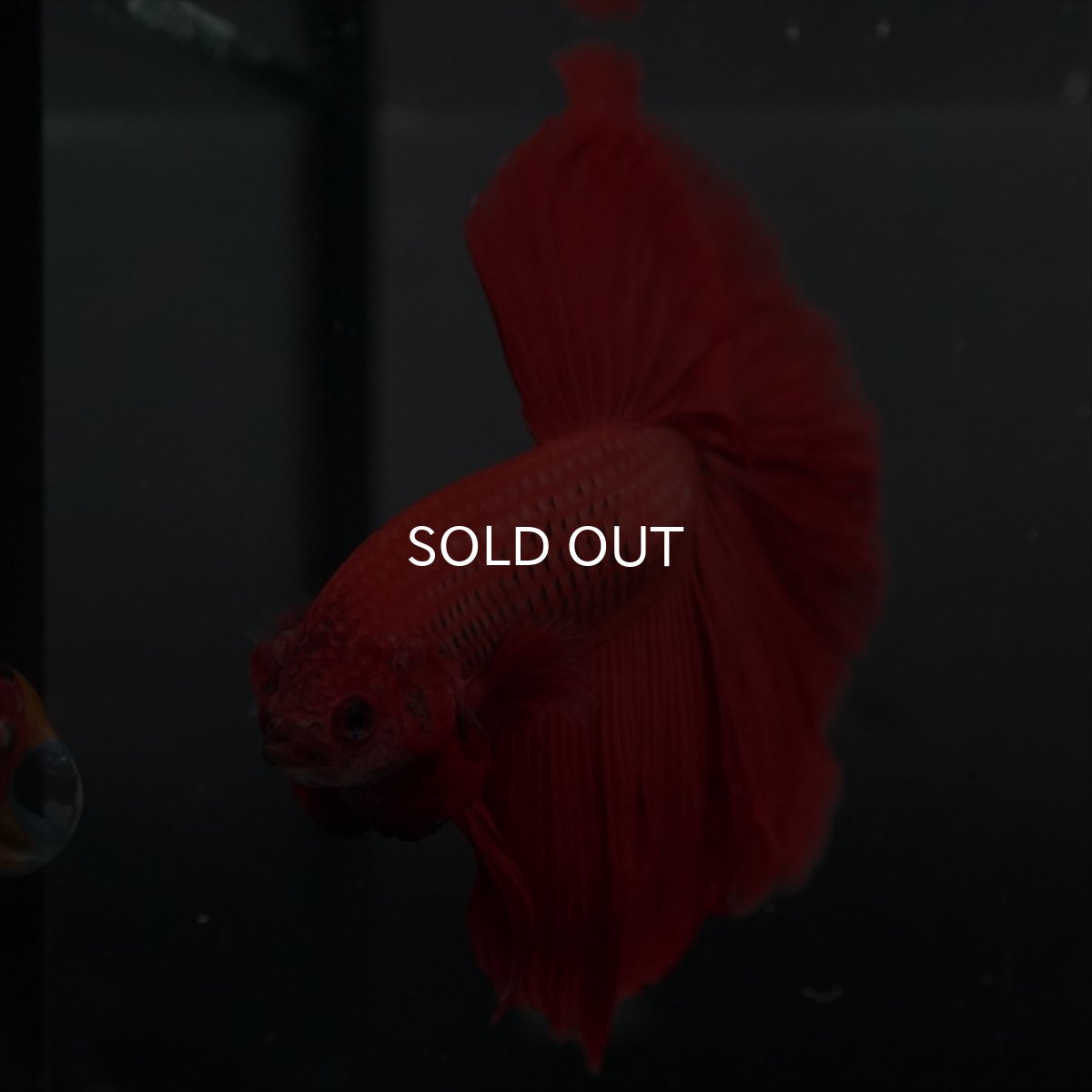 画像8: GHM　レッド (8)