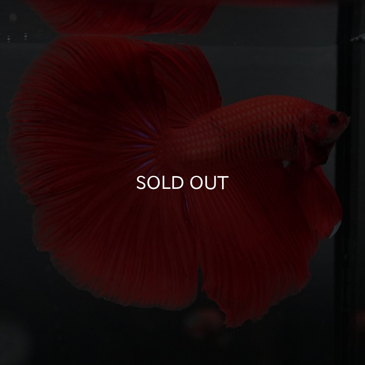 画像7: GHM　レッド (7)