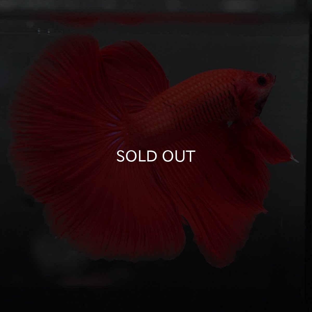 画像2: GHM　レッド (2)