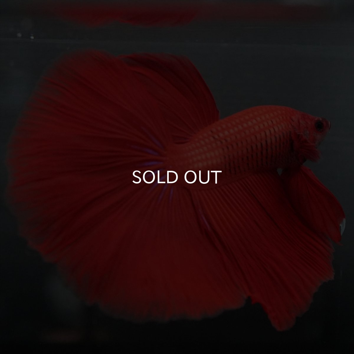 画像6: GHM　レッド (6)