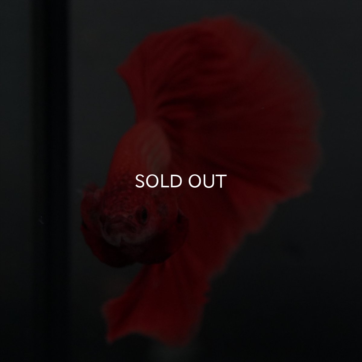 画像4: GHM　レッド (4)