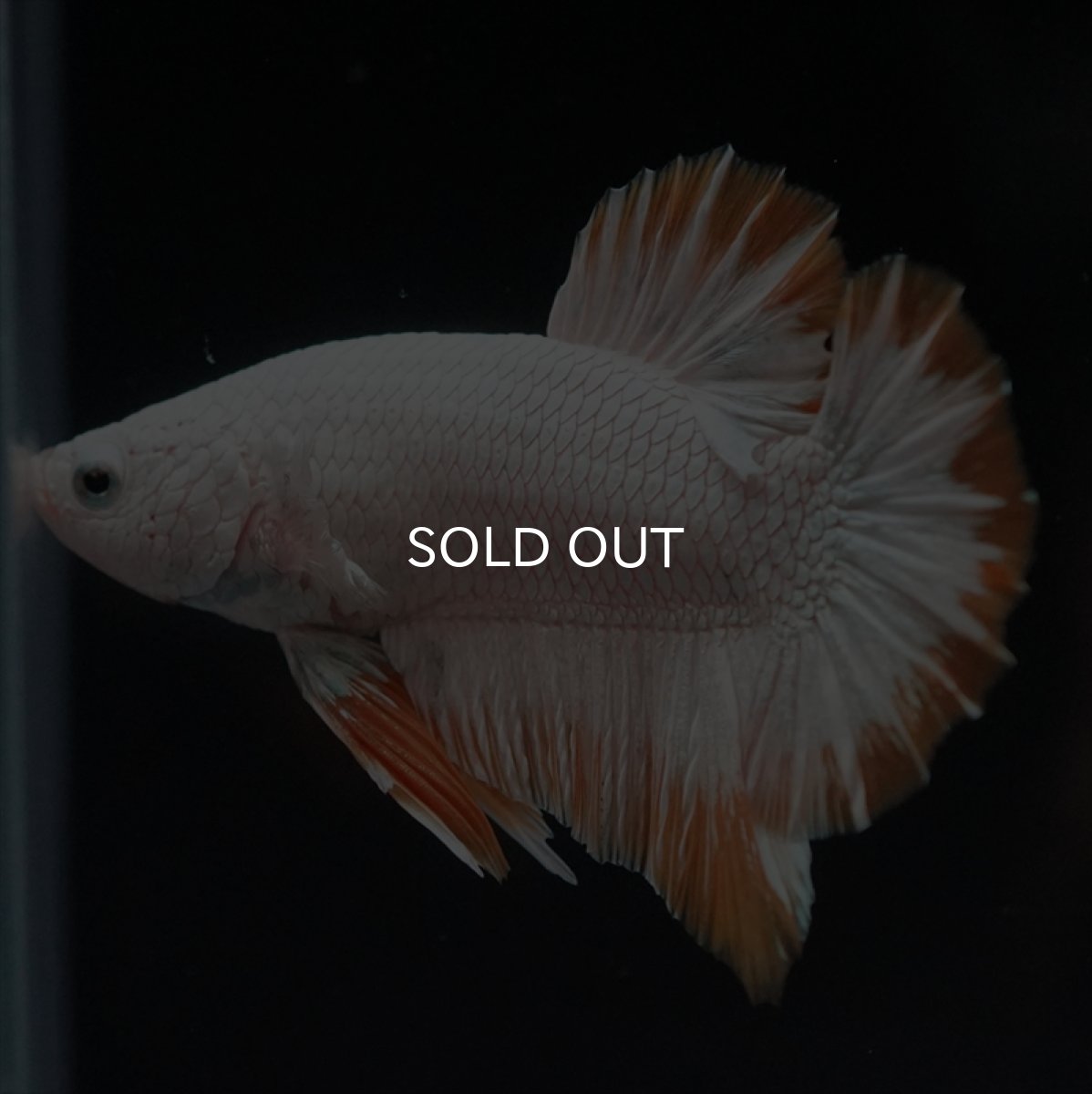 画像14: HMPK　プラチナイエロードラゴン (14)