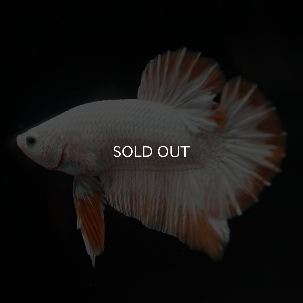 画像13: HMPK　プラチナイエロードラゴン (13)