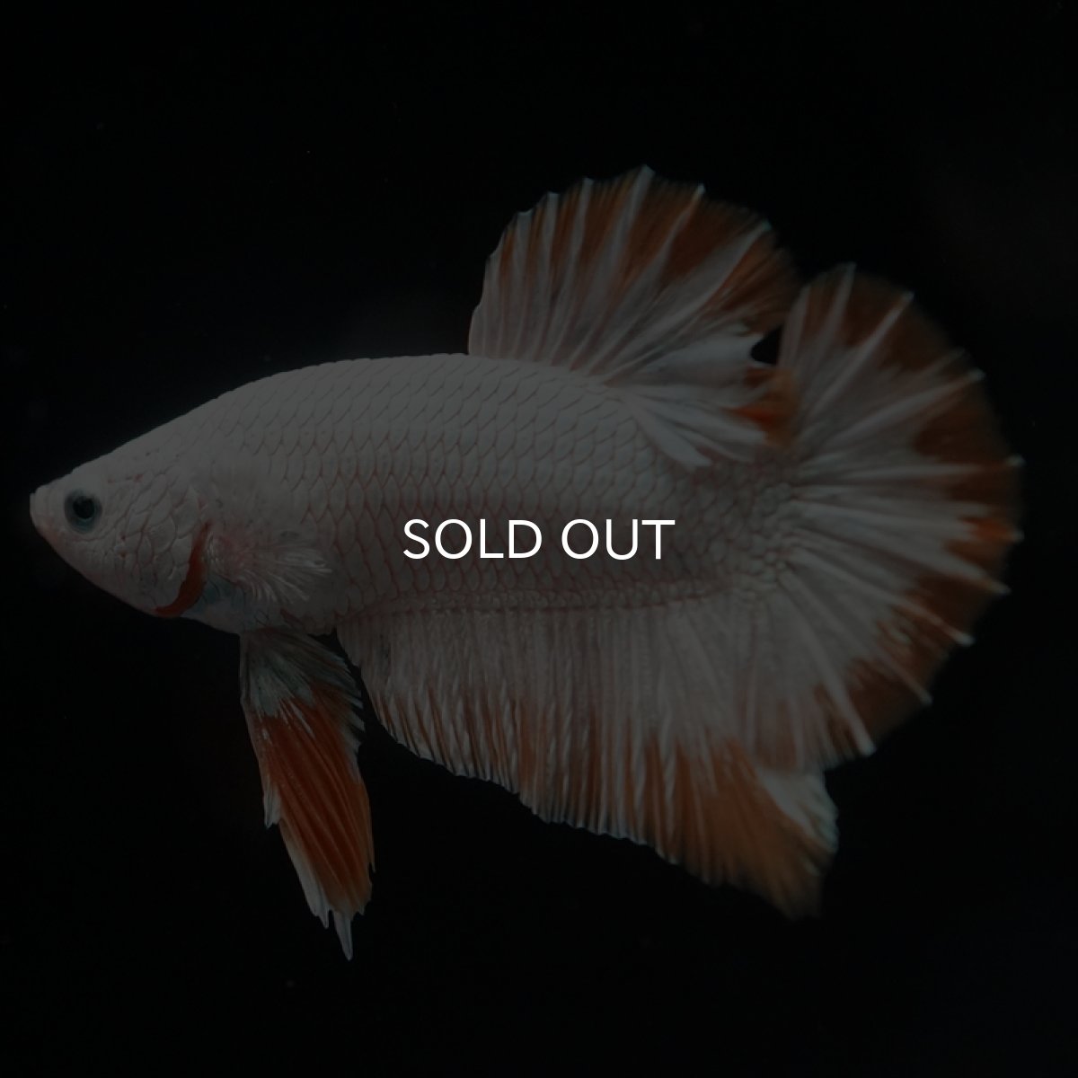 画像12: HMPK　プラチナイエロードラゴン (12)