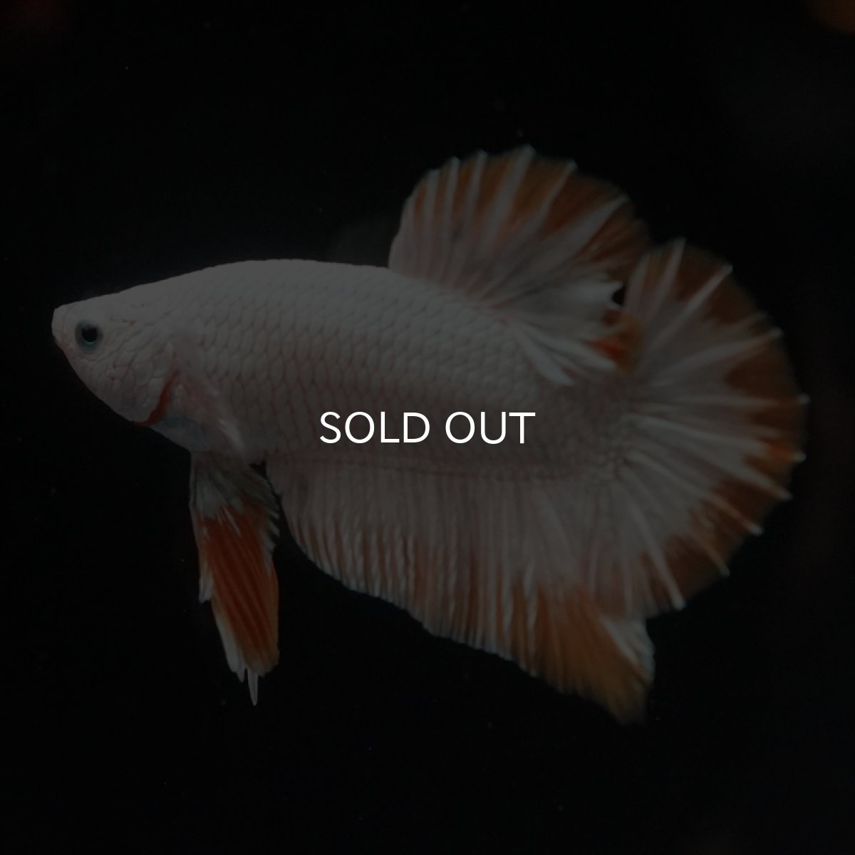 画像11: HMPK　プラチナイエロードラゴン (11)