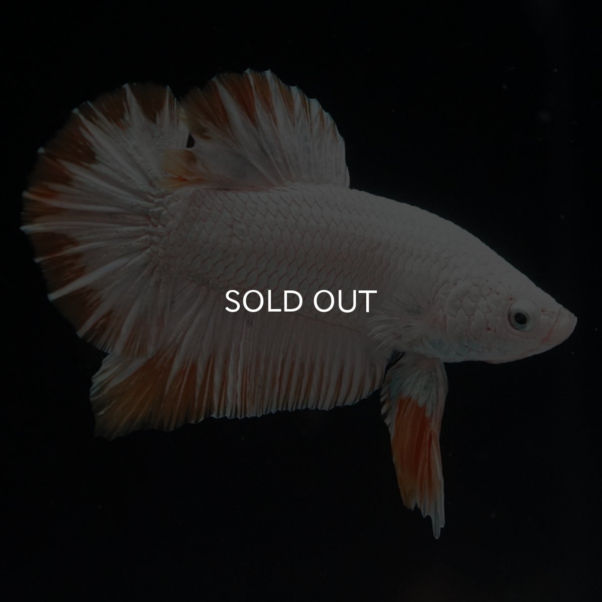 画像2: HMPK　プラチナイエロードラゴン (2)