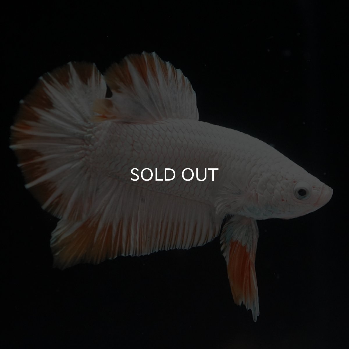 画像10: HMPK　プラチナイエロードラゴン (10)