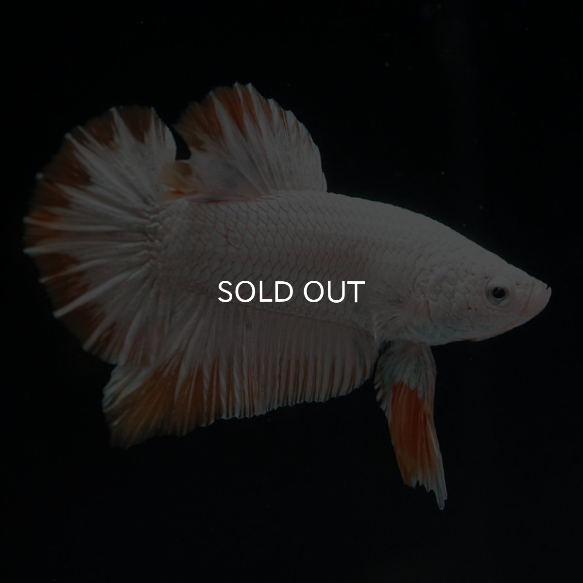 画像9: HMPK　プラチナイエロードラゴン (9)