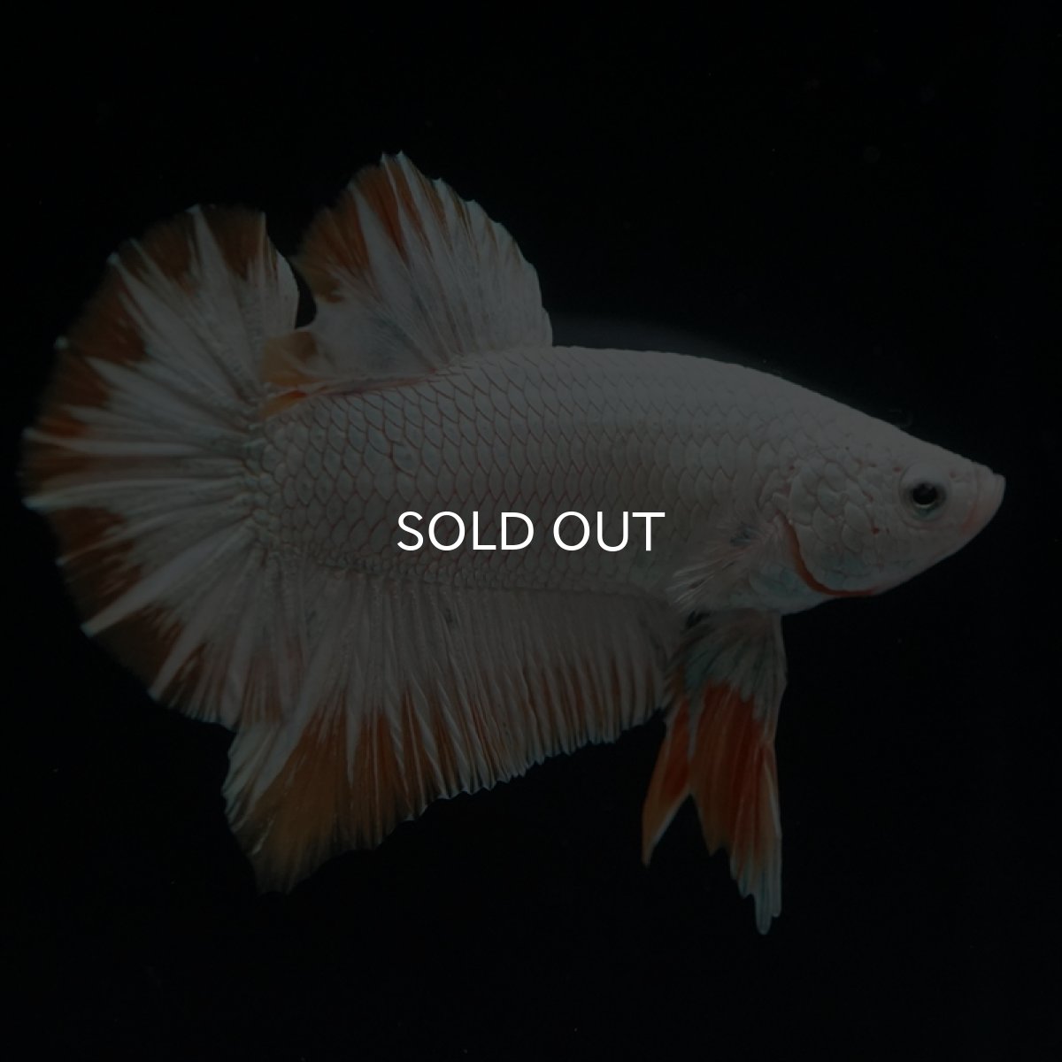 画像8: HMPK　プラチナイエロードラゴン (8)