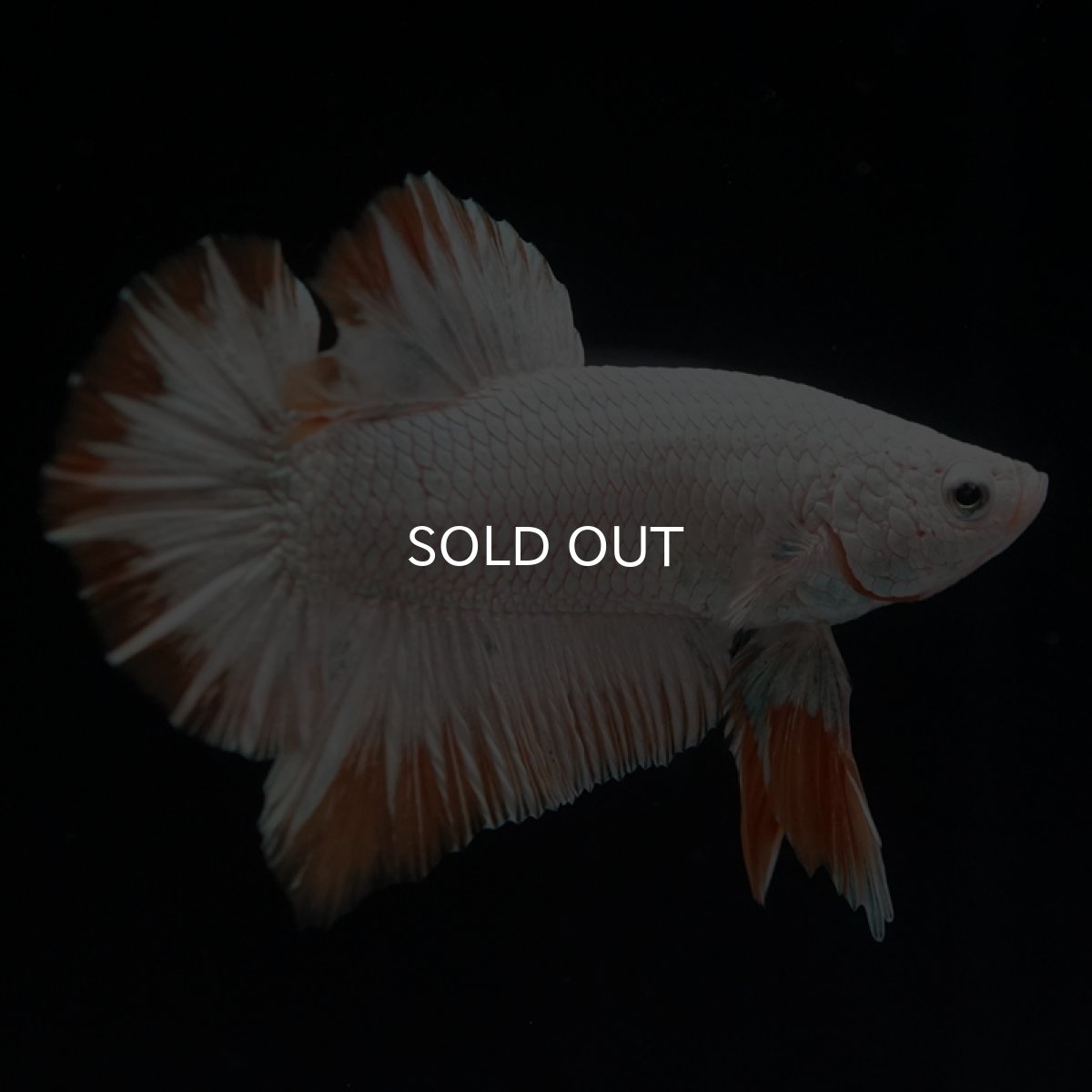 画像7: HMPK　プラチナイエロードラゴン (7)