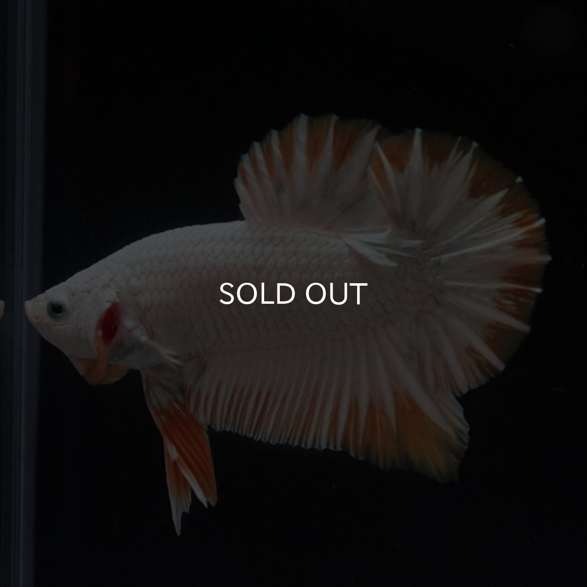 画像5: HMPK　プラチナイエロードラゴン (5)