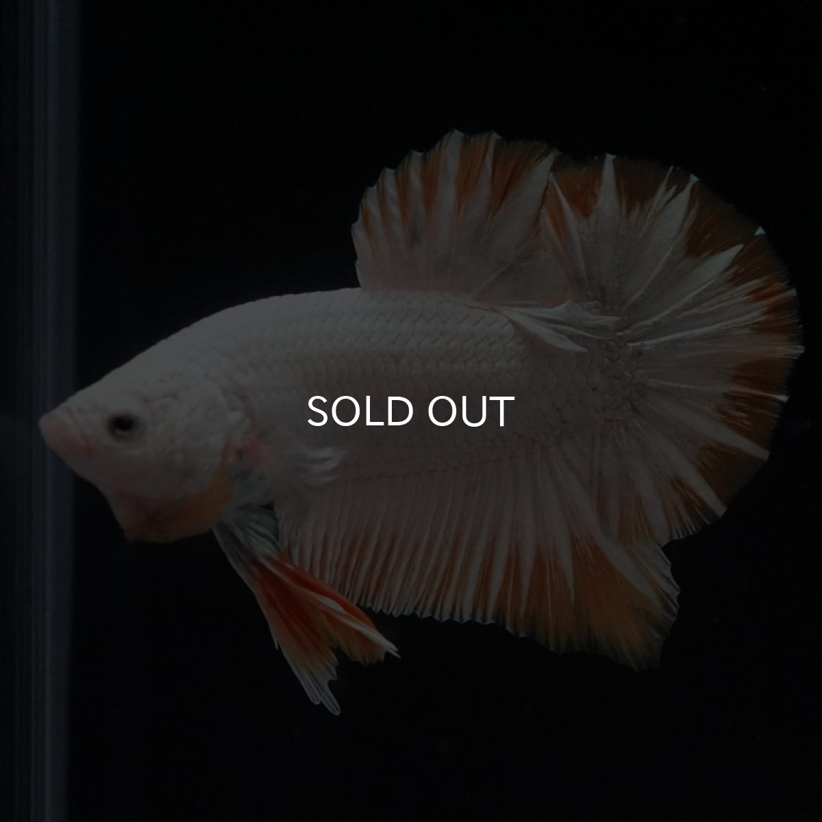 画像4: HMPK　プラチナイエロードラゴン (4)