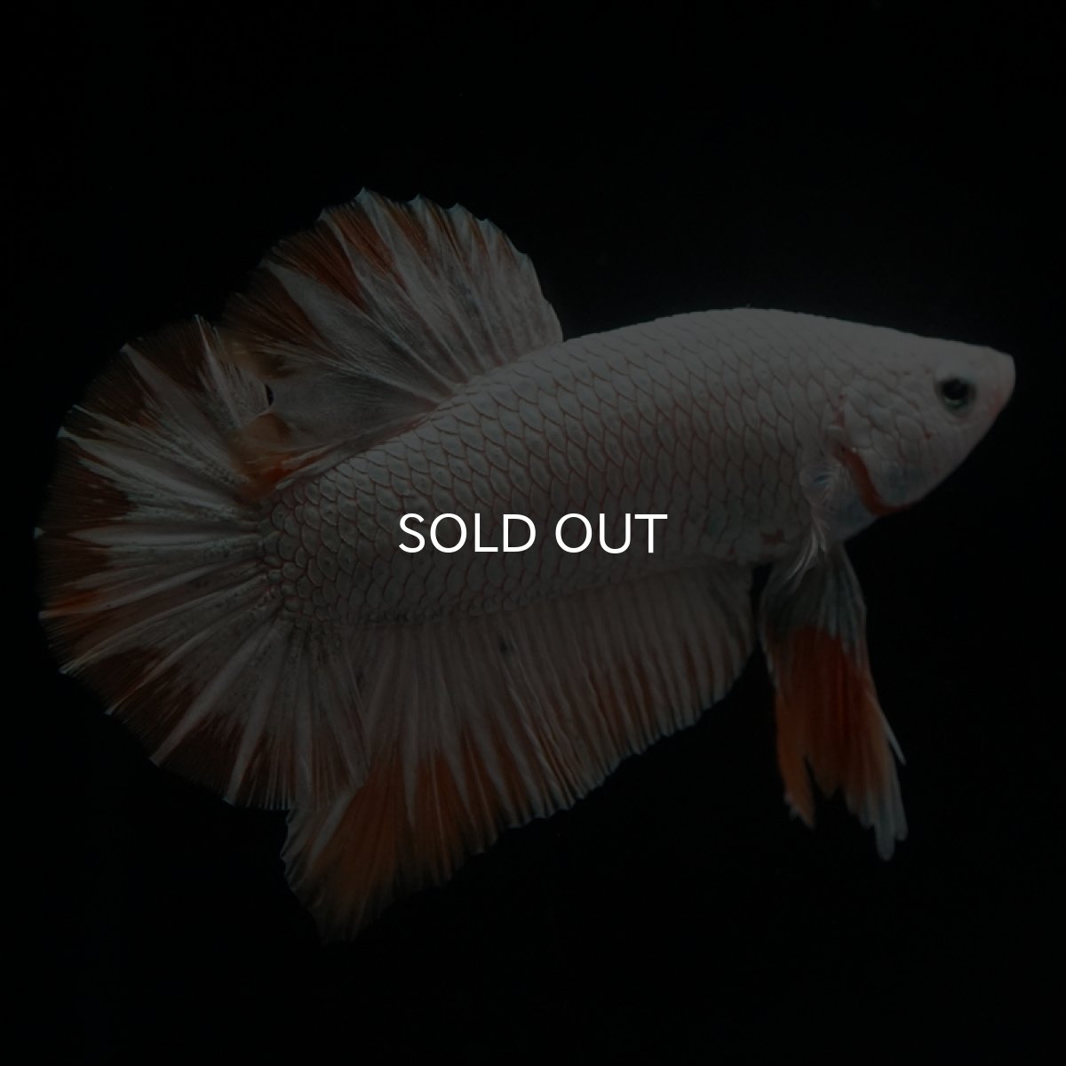 画像3: HMPK　プラチナイエロードラゴン (3)