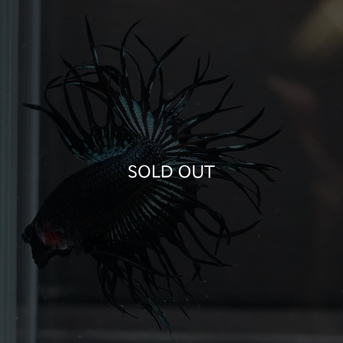 画像10: KCT　ブラックオーキッド (10)