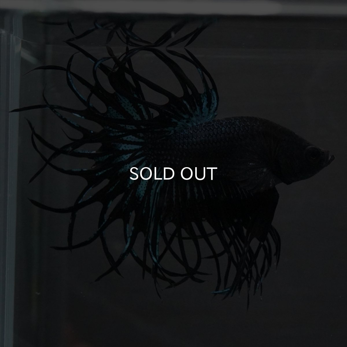 画像9: KCT　ブラックオーキッド (9)