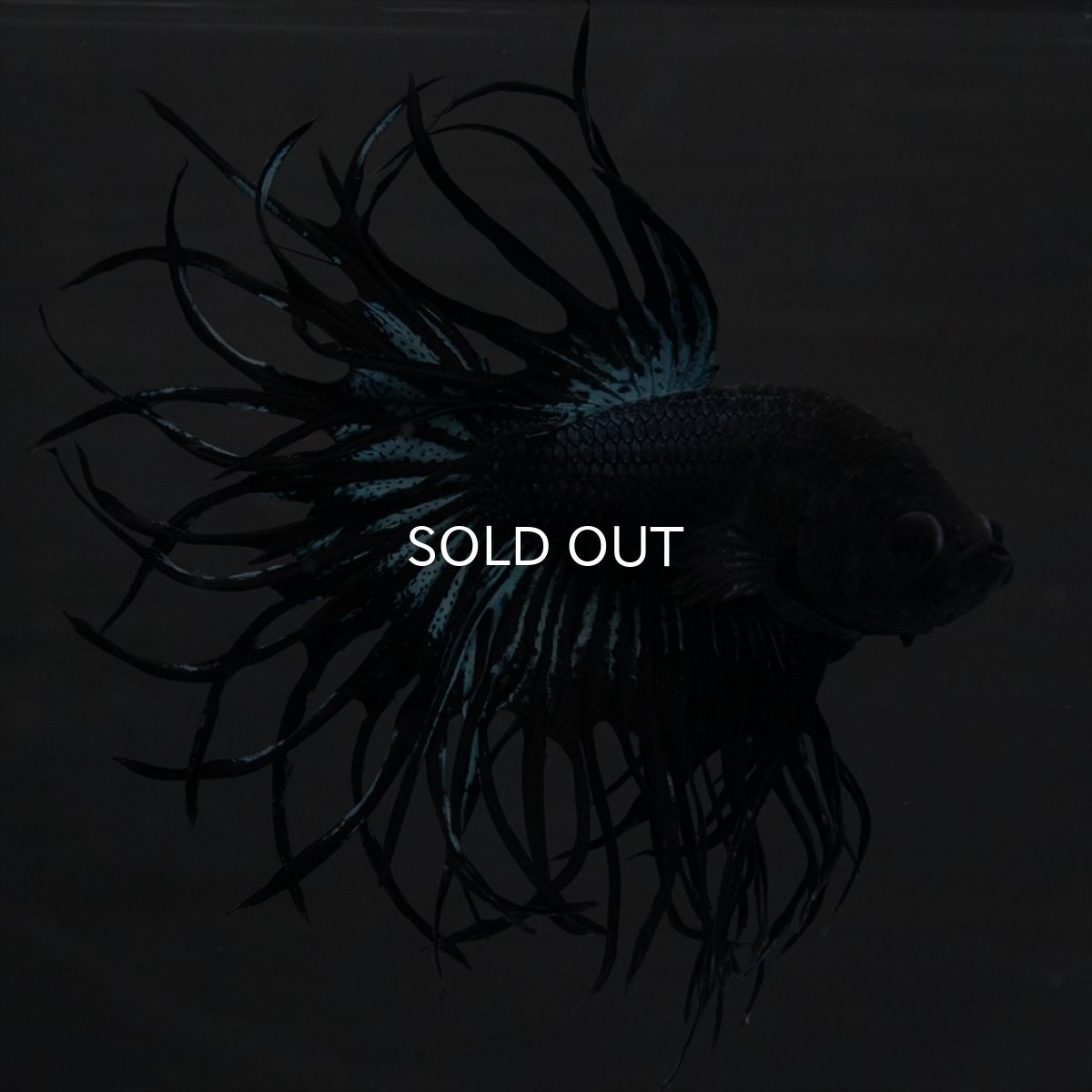 画像8: KCT　ブラックオーキッド (8)