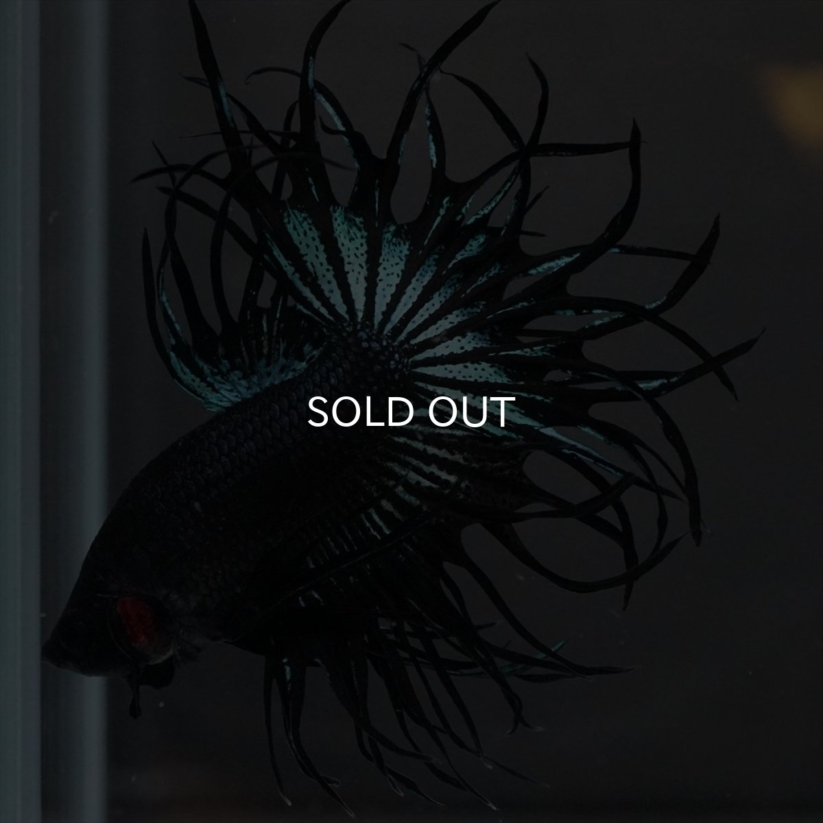 画像2: KCT　ブラックオーキッド (2)