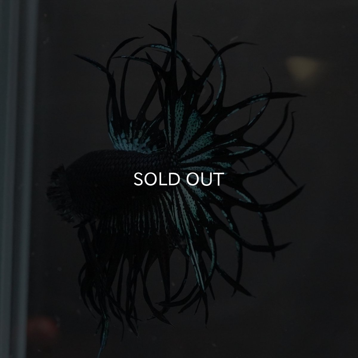 画像7: KCT　ブラックオーキッド (7)