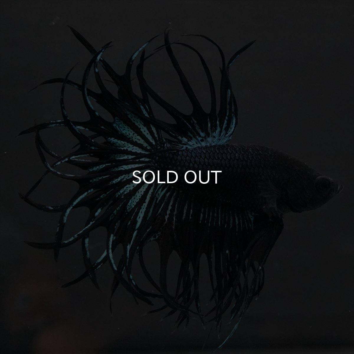 画像6: KCT　ブラックオーキッド (6)