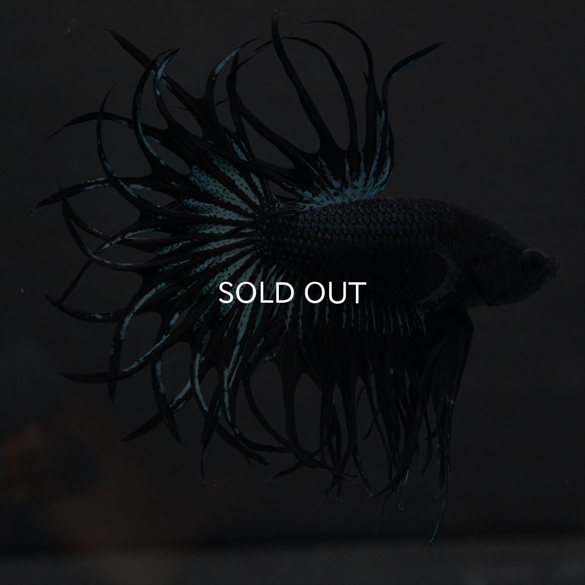 画像5: KCT　ブラックオーキッド (5)