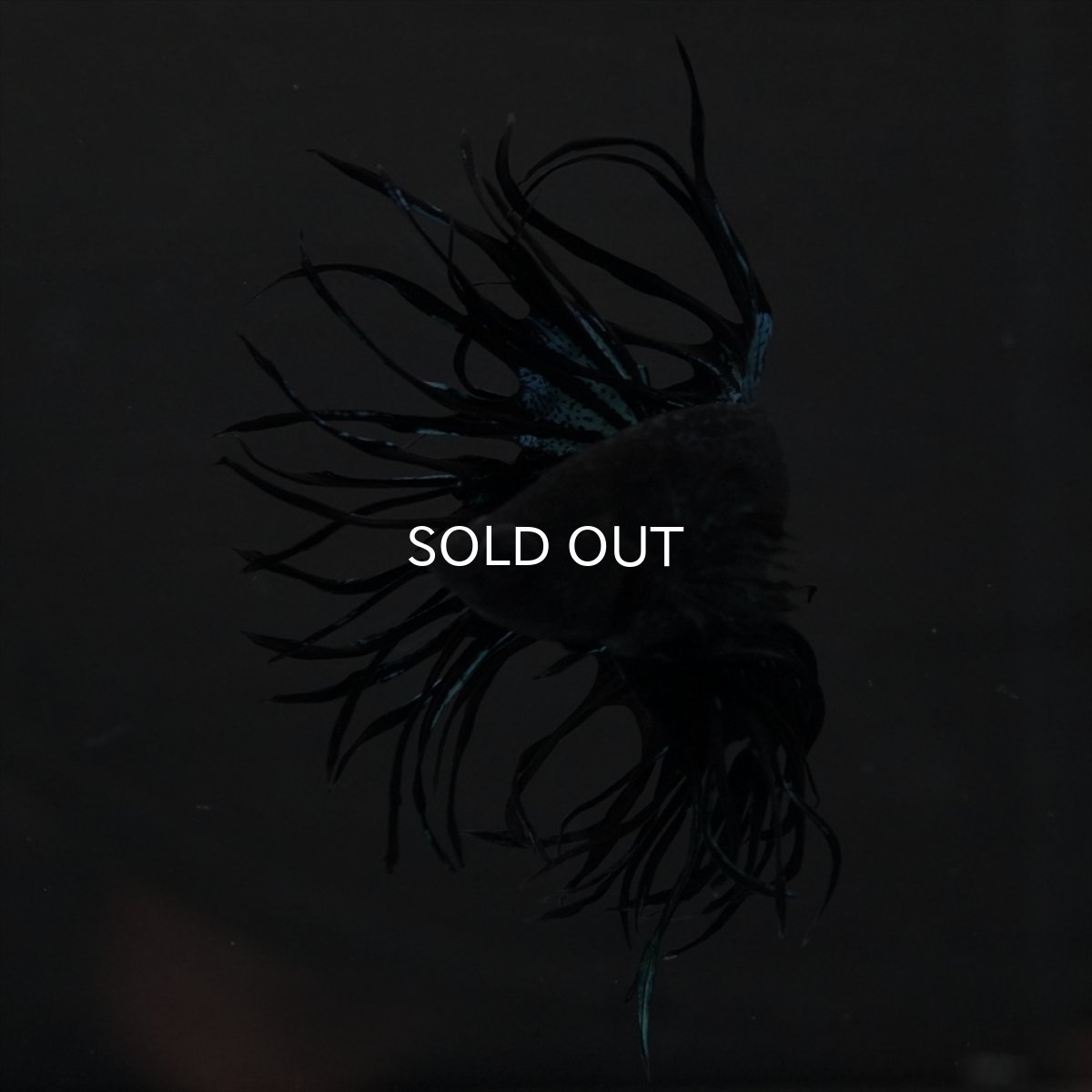 画像4: KCT　ブラックオーキッド (4)