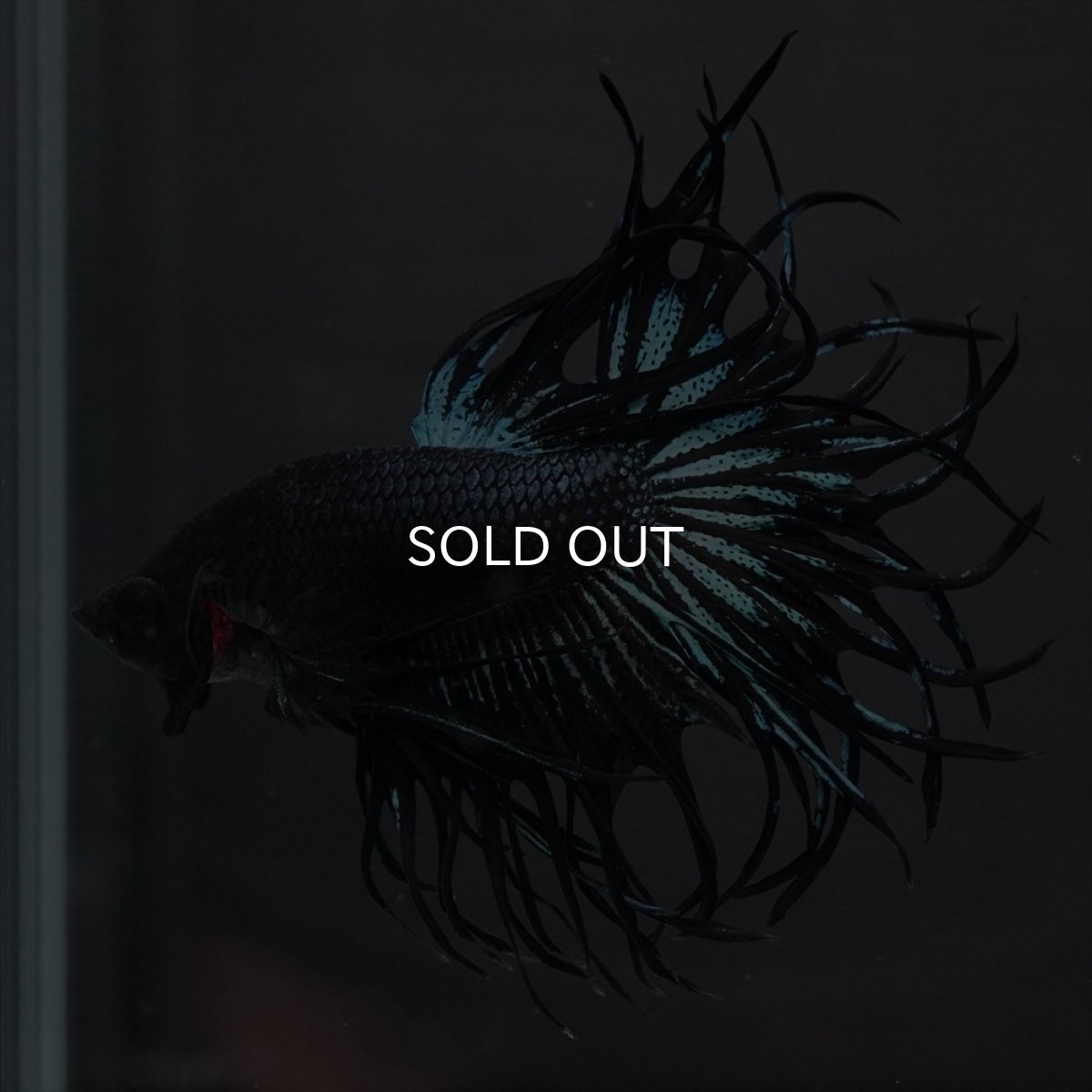 画像3: KCT　ブラックオーキッド (3)