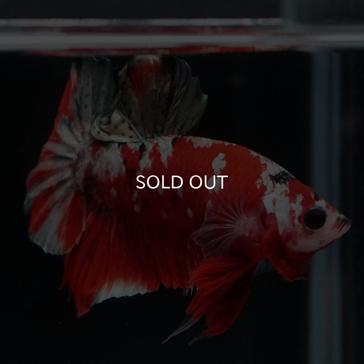 画像15: HMPK　レッドカッパーギャラクシー (15)