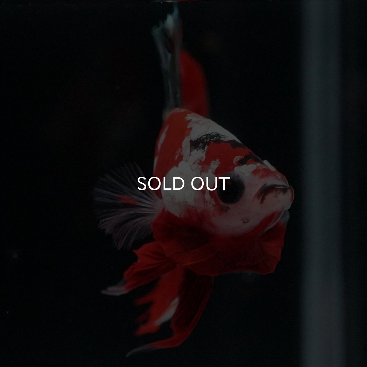 画像3: HMPK　レッドカッパーギャラクシー (3)