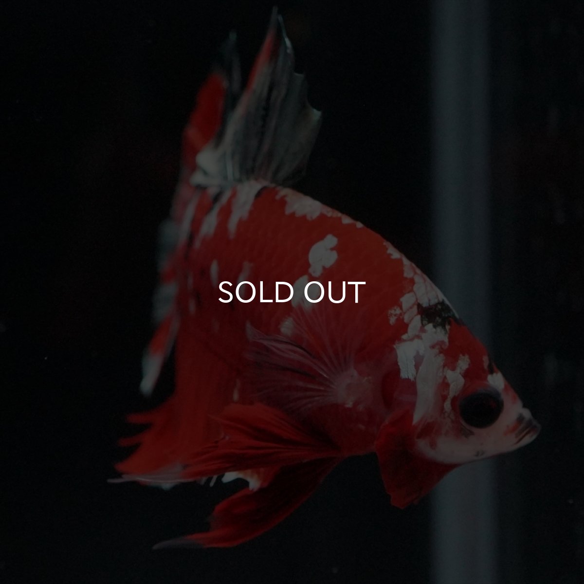 画像14: HMPK　レッドカッパーギャラクシー (14)