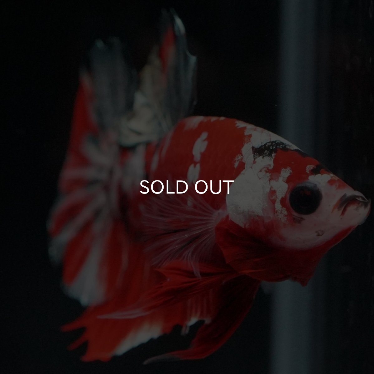 画像13: HMPK　レッドカッパーギャラクシー (13)