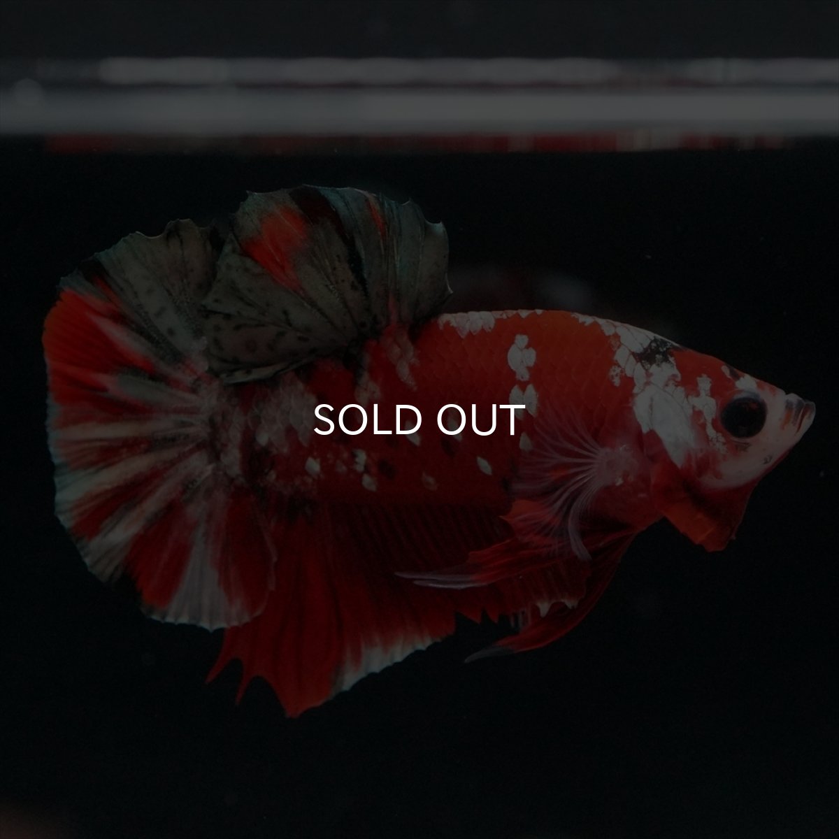 画像12: HMPK　レッドカッパーギャラクシー (12)