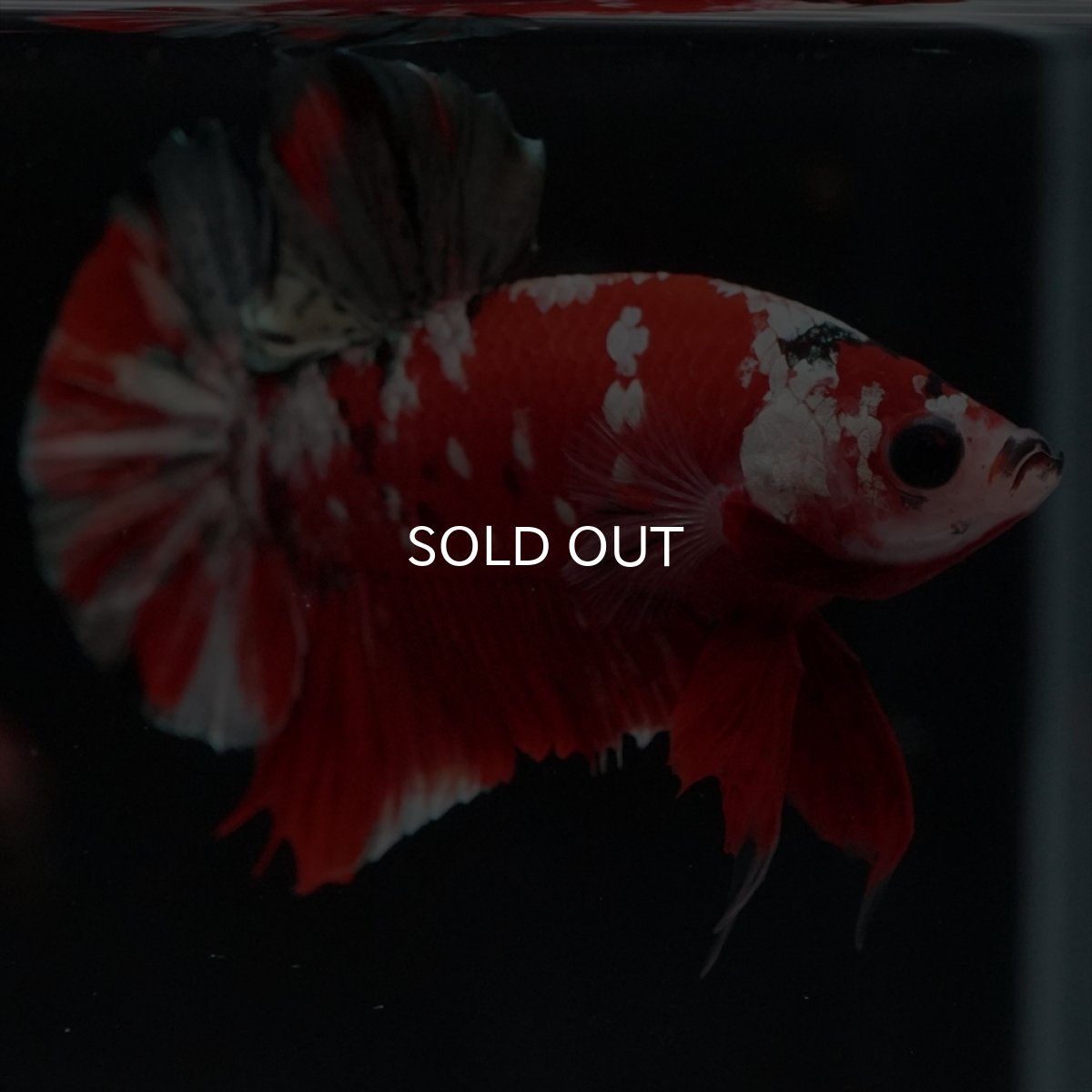 画像11: HMPK　レッドカッパーギャラクシー (11)