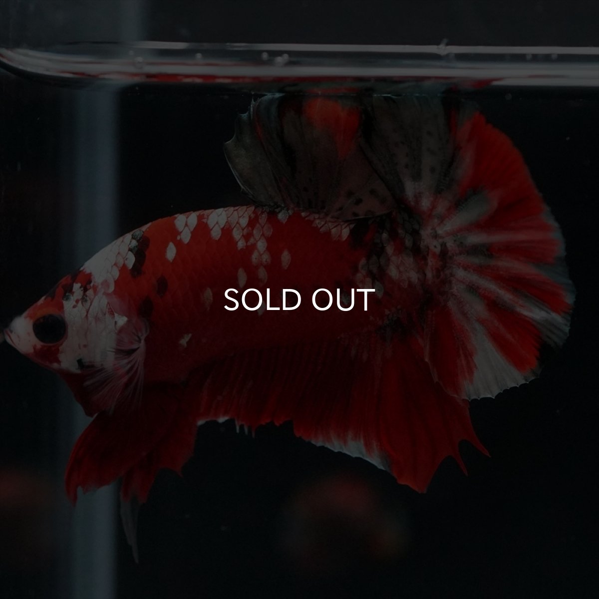 画像10: HMPK　レッドカッパーギャラクシー (10)