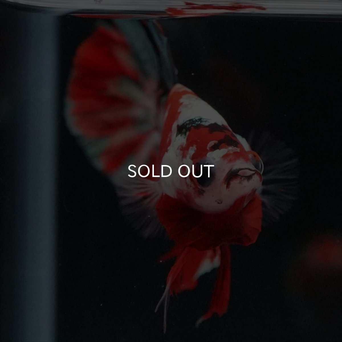 画像9: HMPK　レッドカッパーギャラクシー (9)