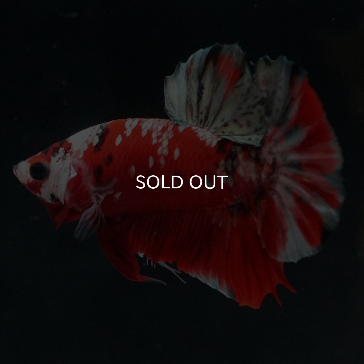 画像5: HMPK　レッドカッパーギャラクシー (5)