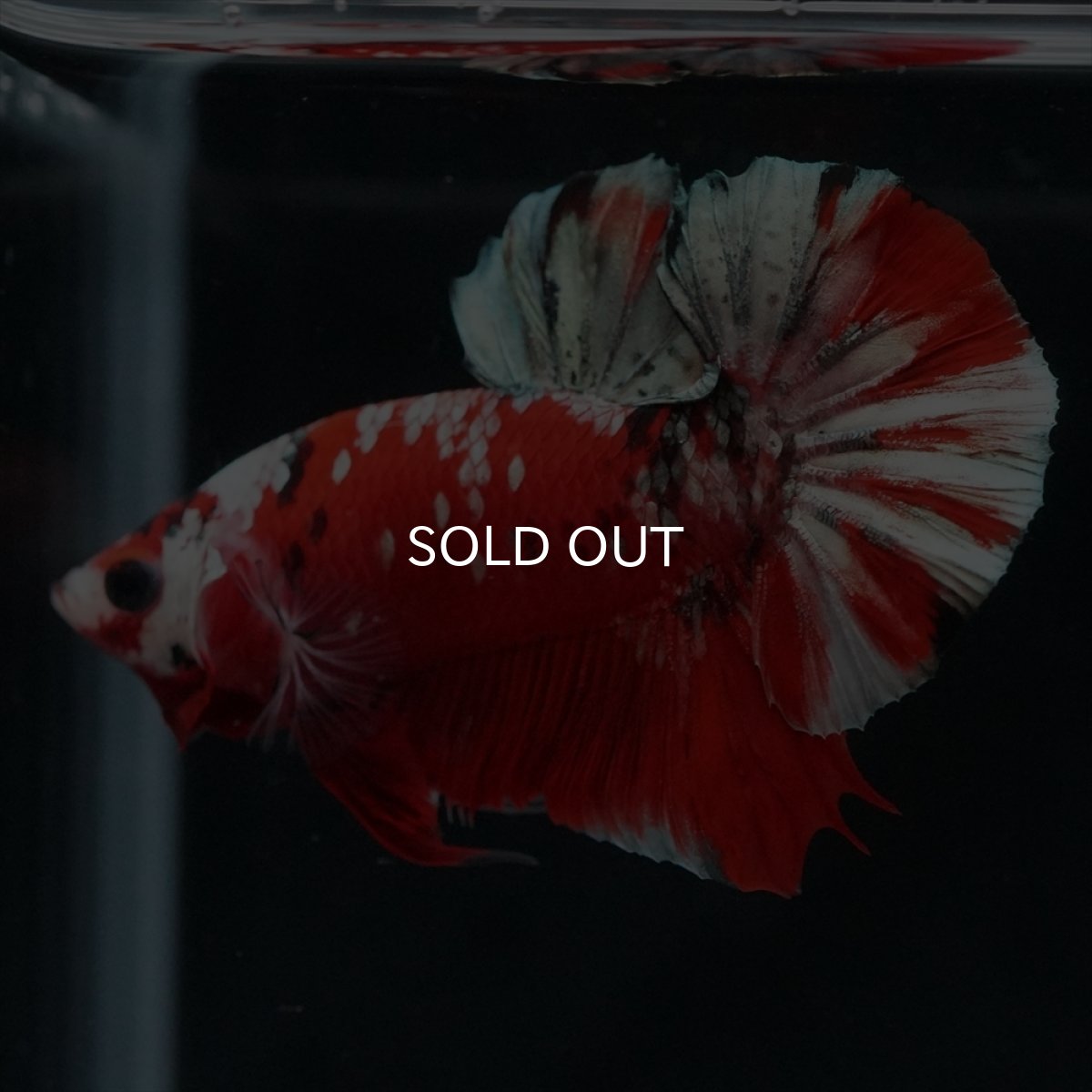 画像2: HMPK　レッドカッパーギャラクシー (2)