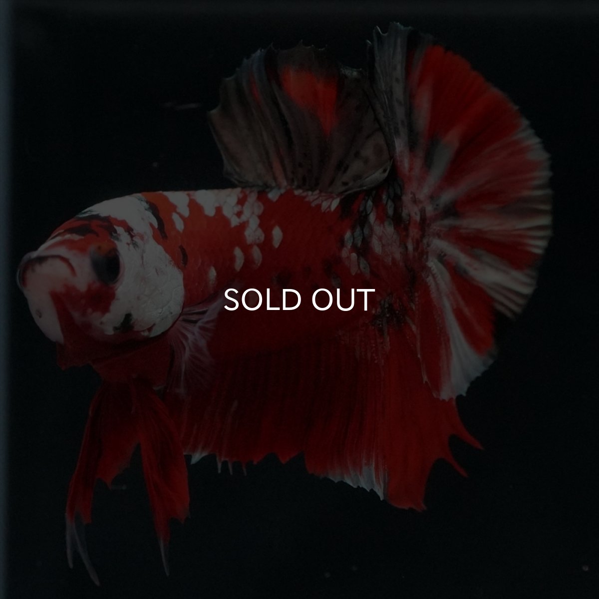 画像7: HMPK　レッドカッパーギャラクシー (7)