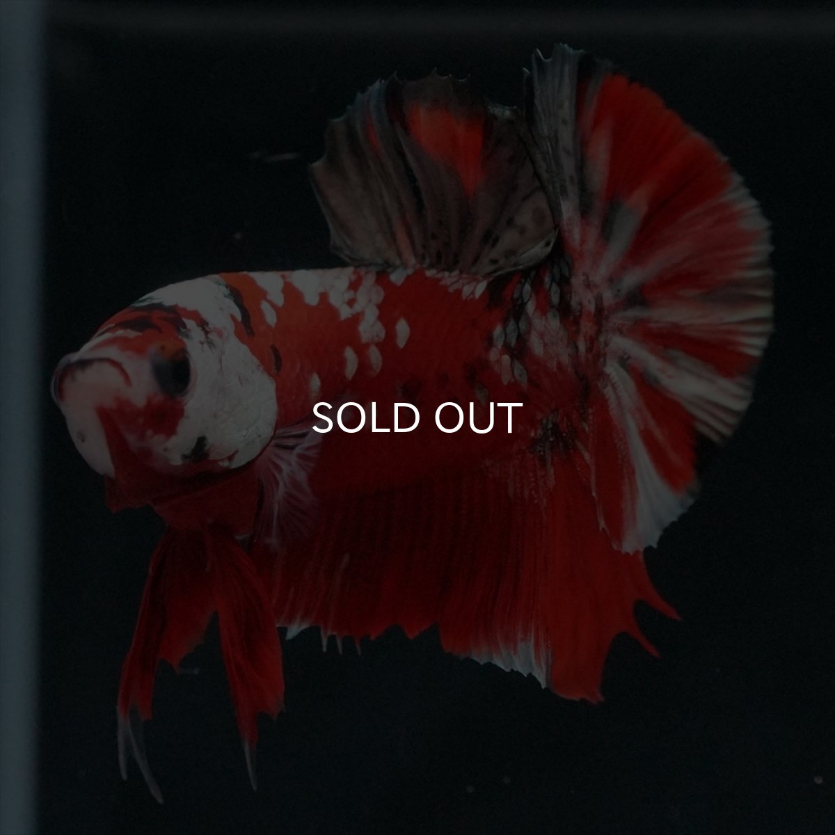 画像6: HMPK　レッドカッパーギャラクシー (6)